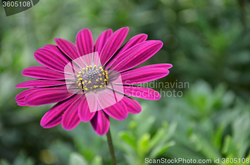 Image of Purple daisy flowers, Osteospermum