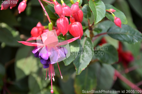 Image of Ballerina Flowers in the garden