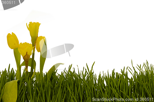 Image of Tulips and daffodils