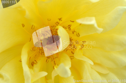 Image of Beautiful old-fashioned yellow rose.