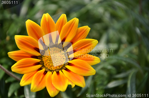 Image of Yellow daisy