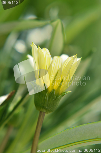 Image of Solitary yellow flower bud in the garden  