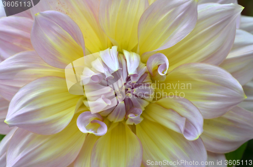 Image of White, yellow and purple Dahlia close-up