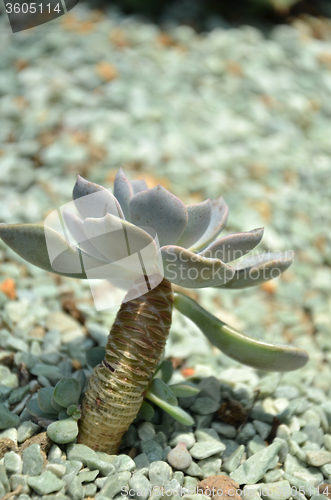 Image of Cactus in botanic garden