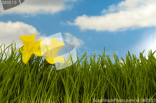 Image of Daffodils