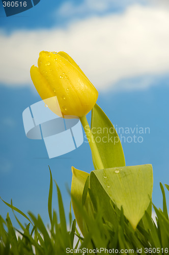 Image of Tulip flower