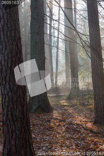 Image of Autumnal misty morning in the forest