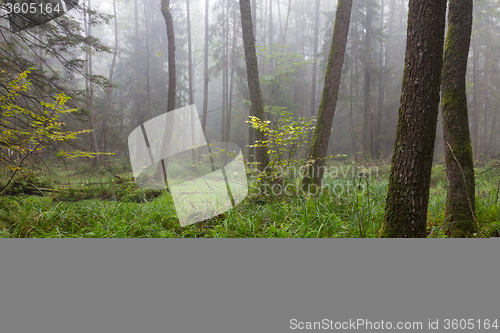 Image of Autumnal deciduous stand in fall