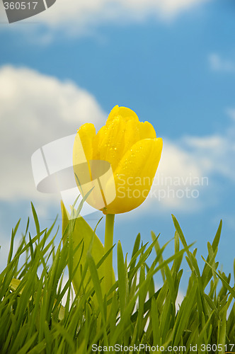 Image of Tulip and water drops