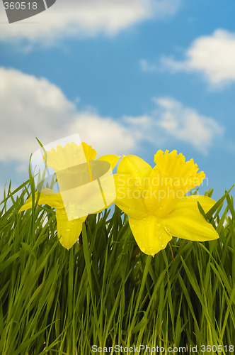 Image of Daffodils