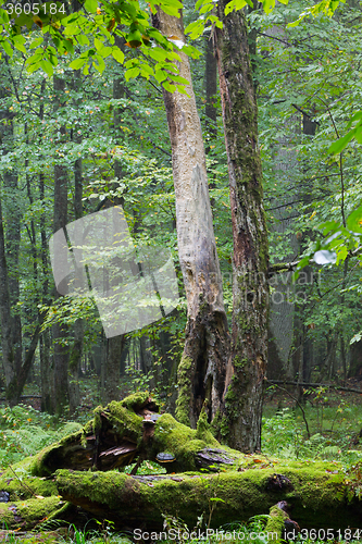 Image of Big old hornbeam broken moss wrapped