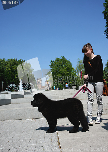 Image of Newfoundlander puppy