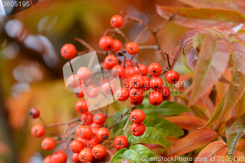 Image of Close-up of red rowan berries