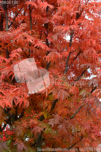 Image of Rowan tree with bright red leaves