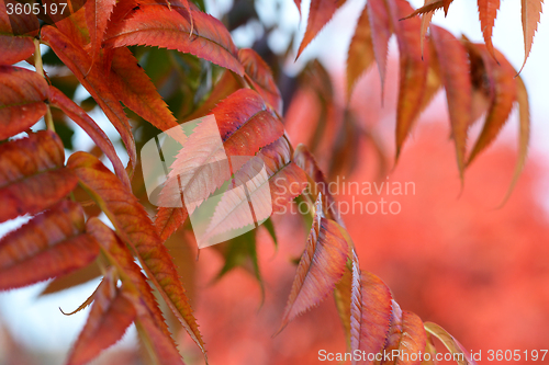 Image of Narrow red leaves of a mountain ash 