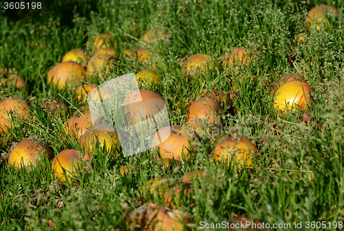 Image of Windfall apples 