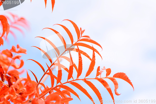 Image of Abstract red leaves 