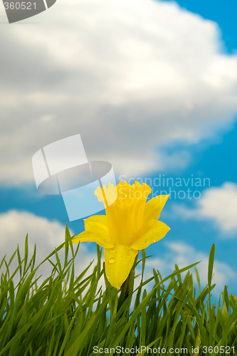 Image of Daffodil
