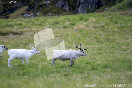 Image of Rentiere in Norwegen