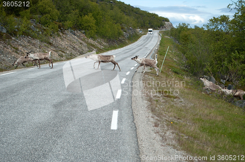 Image of Rentiere in Norwegen