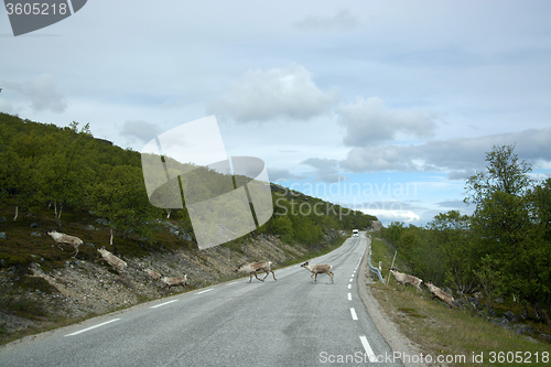 Image of Rentiere in Norwegen