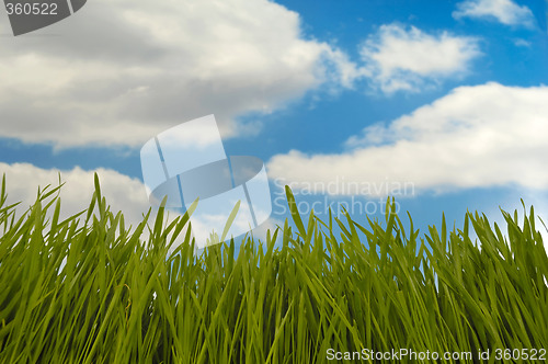 Image of Green grass and clouds