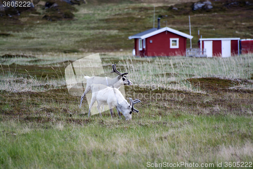 Image of Rentiere in Norwegen