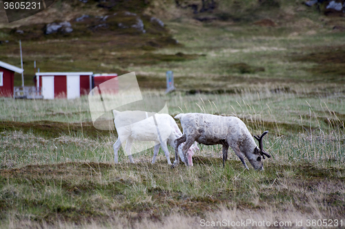 Image of Rentiere in Norwegen