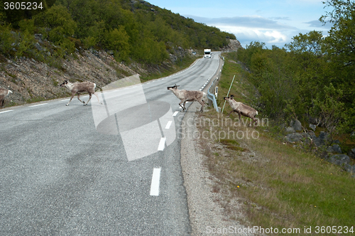 Image of Rentiere in Norwegen