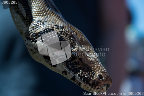 Image of Python