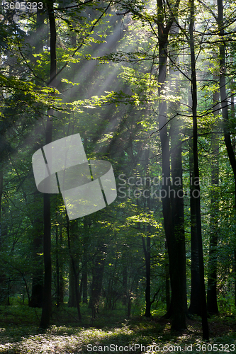 Image of Sunbeam entering rich deciduous forest