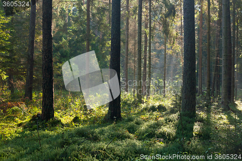 Image of Autumnal morning with sunbeams entering forest