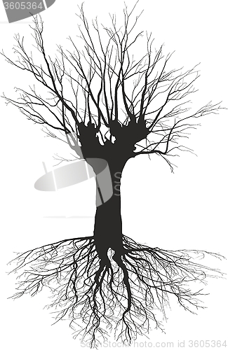 Image of Old deciduous tree with the roots