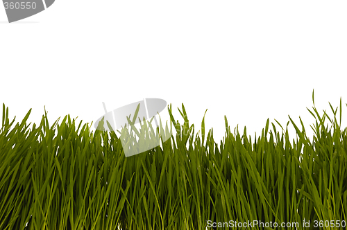 Image of Grass isolated