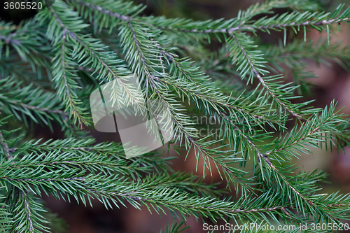 Image of Spruce tree close-up