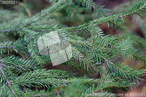 Image of Spruce tree close-up