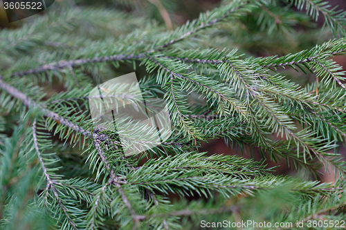 Image of Spruce tree close-up