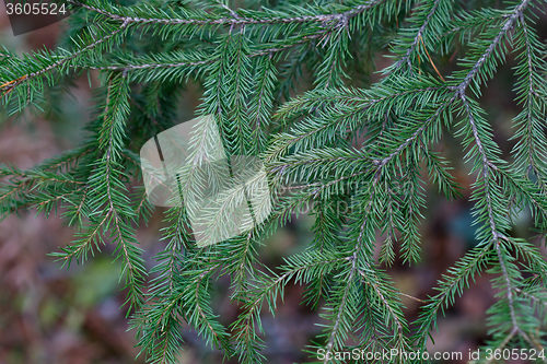 Image of Spruce tree close-up