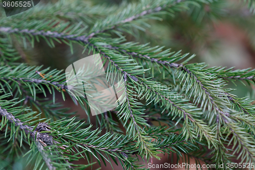 Image of Spruce tree close-up