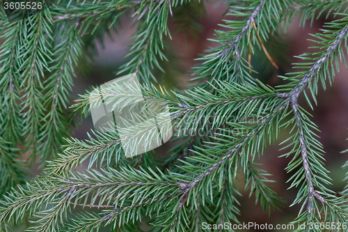 Image of Spruce tree close-up