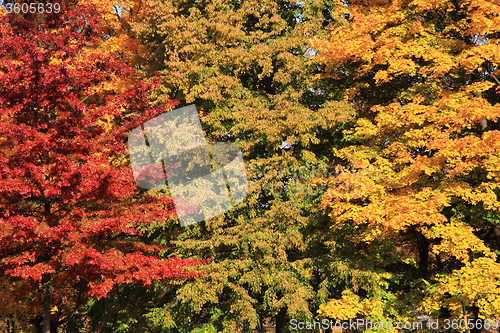 Image of autumn leaves background