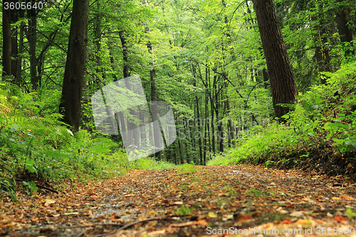 Image of spring czech forest