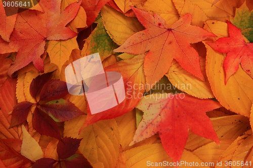 Image of autumn leaves background