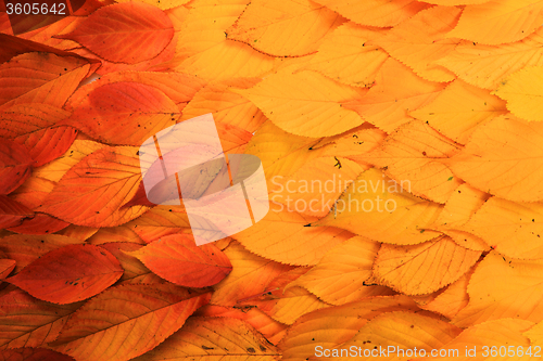 Image of autumn leaves background