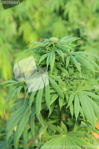 Image of marijuana plant