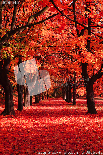 Image of autumn park 