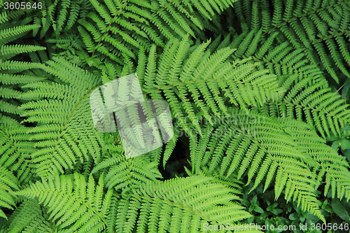 Image of fern green texture 