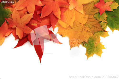 Image of autumn leaves background