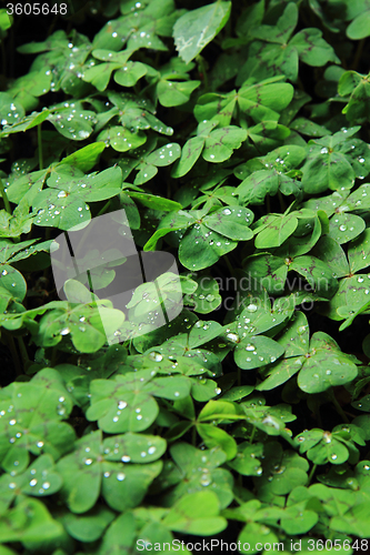 Image of quarterfoils background with water drops 