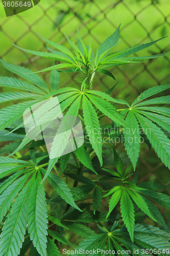 Image of marijuana plant